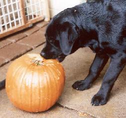 Sailor and his pumpkin