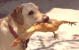 Shirley and her rubber chicken